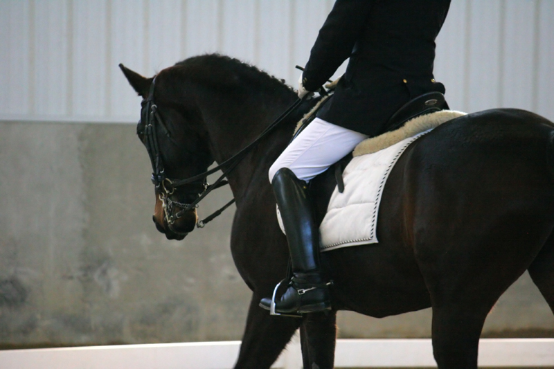 Indoor Dressage_301