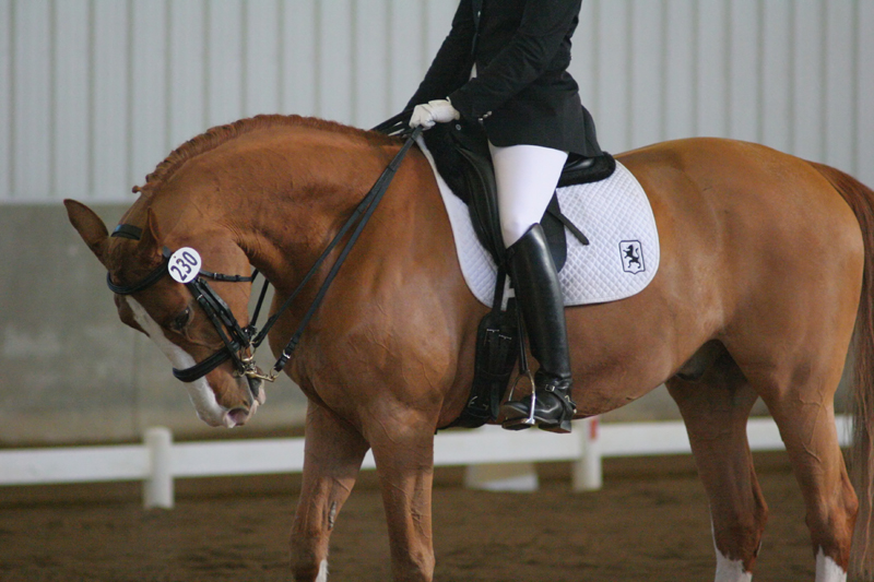 Indoor_Dressage_412
